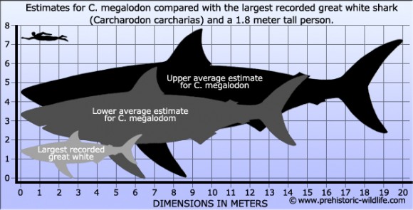 Could the prehistoric megalodon exist today?Probably not, but Shark Week goes in search of the answer. Photo Credit: prehistoric-wildlife.com