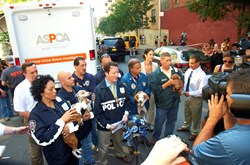 Teamwork in Action: The ASPCA and NYPD working closely together to help bring down a major dog fighting operation in the Bronx in 2012./Photo Credit: PR Web