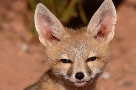 The endangered San Joaquin Kit Fox is on the list of animals killed by rodenticides. Photo Credit: WildlifeHeritage.org