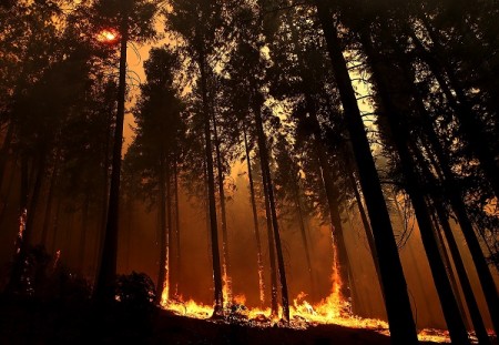 The Rim Fire Photo by: Justin Sullivan/Getty Images