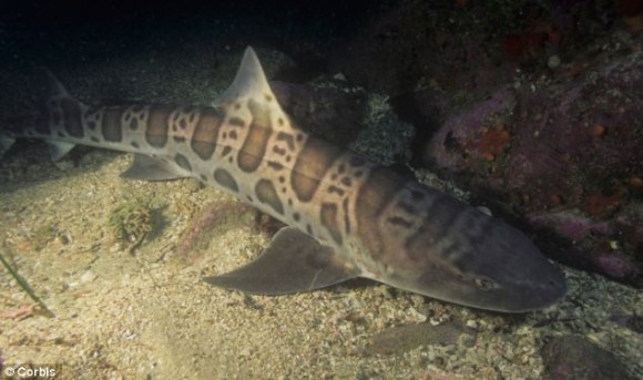 Judging by the size of its teeth, the Devil tooth shark was around three-and-a-half feet long - slightly smaller than a leopard shark (pictured above). Photo Credit: Corbis via Daily Mail