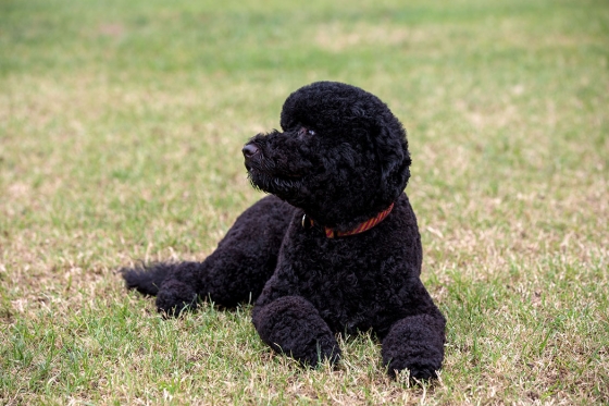 Sunny, the new Obama family dog, on the South Lawn of the White House, Aug. 19, 2013. Photo Credit: Official White House Photo, Pete Souza Sunny, the new Obama family dog, relaxes on the South Lawn of the White House on Aug. 19, 2013. Photo Credit: Official White House Photo, Pete Souza