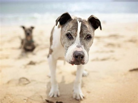 This 16 year old dog, Sunny, inspired Lori Fusaro to create Silver Hearts. Photo Credit: Fusaro Photograpy