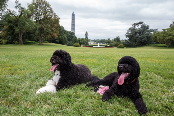 Sunny, left, and Bo, the Obama family dogs, play on the South Lawn of the White House, Aug. 19, 2013. Photo Credit: Official White House Photo, Pete Souza