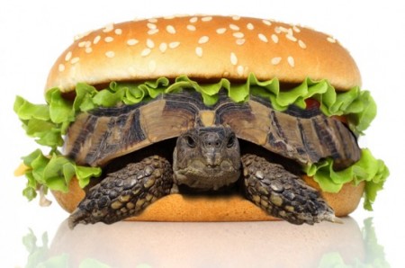 Pet Turtle Disguised as a Hamburger Photo Credit: Shutterstock