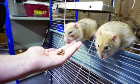 Dutch police inspector Monique Hamerslag holds a rat at a local police station in Rotterdam. Photo Credit: AFP