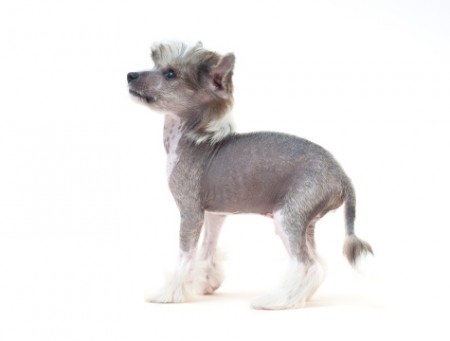 Chinese Crested