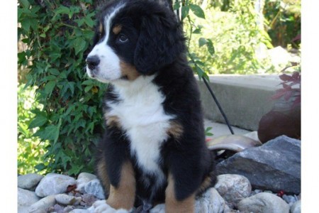 Bernese Mountain Dog Breed