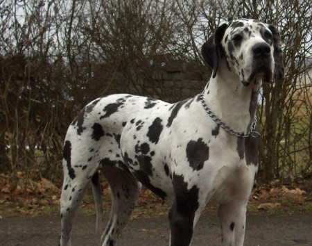 Great Dane