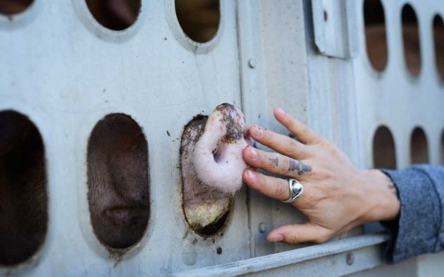 Toronto Pig Save Vigil. Photo by Jo-Anne McArthur / We Animals