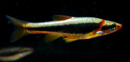 Blackside Dace are just one of the fish species negatively affected by the 2007 oil spill. Photo credit: conservationfisheries.org