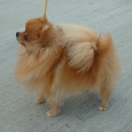 Pomeranian dog breed