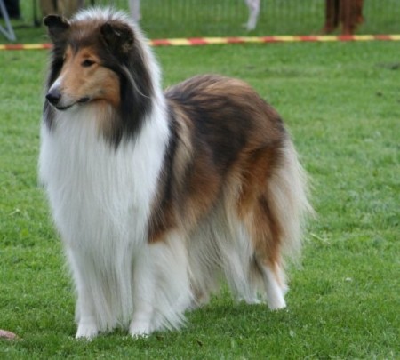 Collie