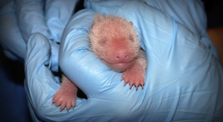 Smithsonian National Zoo Releases Pictures of Newborn Panda Cub