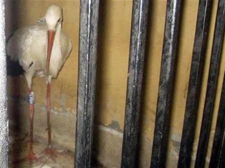 A migrating stork is detained in a Egyptian police Station on suspicion of being a spy. Officials say the fisherman who found the bird brought him in for wearing an electronic device. Photo credit: Associated Press