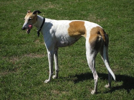 Greyhound Dog Breed