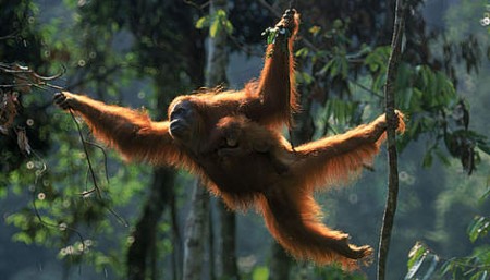 The survival of orangutans is being increasingly threatened by society's growing rate of palm oil consumption. Photo Credit: WWF