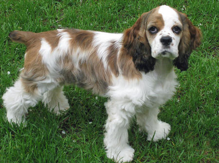 American Cocker Spaniel