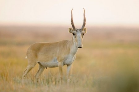 An adult male saiga in the Torgay region of Kazakhstan. Photo Credit: Klaus Nigge