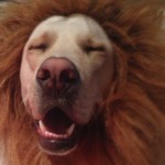 dog cowardly lion halloween costume