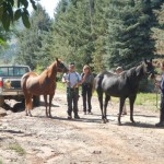 Code 3 Associates rescue horses in Colorado