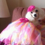 dog wearing pink dress halloween pet costume