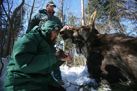Veterinarian Tiffany Wolf takes a blood sample from a moose. Photo credit: Brian Peterson/Minneapolis Star Tribune
