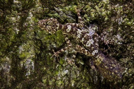 Lost World Cape Melville Australia Unveils New Species of Leaf-Tailed Gecko