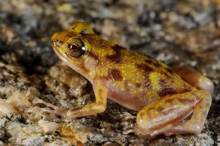 Cape Melville Australia Lost World Expedition Reveals New Frog Species