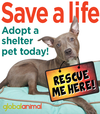 Adopt a mixed breed dog or cat