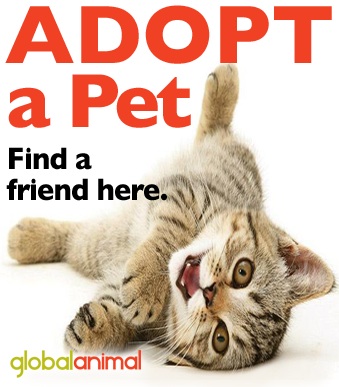 Adopt-a-kitten-small