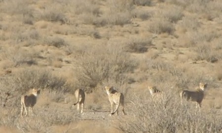 ENDANGERED SPECIES ASIATIC CHEETAH IN IRAN WILDLIFE IN IRAN: Asiatic Cheetahs showing signs of improvement.