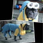 bulldog dog dressed as Despicable Me minion