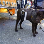 dog wearing UPS man halloween costume