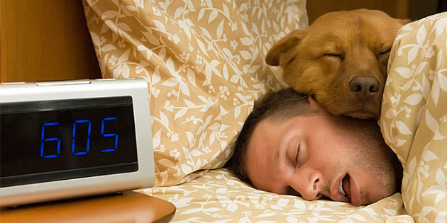 Dog sleeping in bed alarm clock Daylight savings time ends early sunday morning, don't forget to set your clocks back on Saturday night.