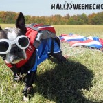 Echo dog patriotic skydiver halloween costume