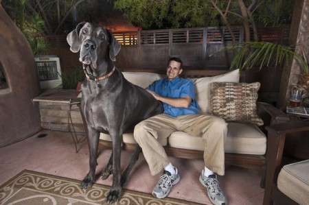 GIant George, World's Tallest dog, Great Dane sitting on couch
