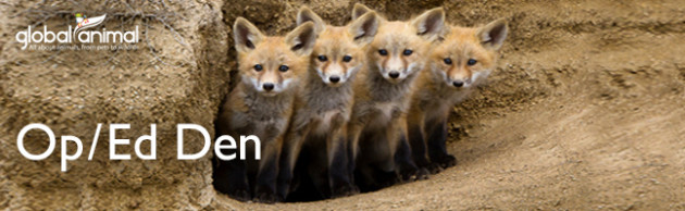 Baby foxes in den in Global Animal Op/Ed articles Baby foxes in den in Global Animal Op/Ed articles
