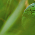 Header-Wildlife-Snake-KALLIE