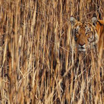 Header-Wildlife-Tiger-KALLIE