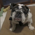 dog as Carl the old man from movie Up halloween dog costume