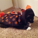 dino kitty cat dinosaur halloween costume