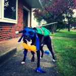 dog wearing teenage mutant ninja turtles leonardo pet halloween costume