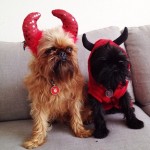 PET HALLOWEEN COSTUME, DOGS AND PUPPIES IN COSTUME, DEVIL