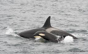 The matriarchs lead the killer whale family and continue to care for the offspring even after menopause./Photo credit: nordlysfoto.blogspot.com