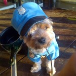 Morkie dog dressed in cop halloween costume