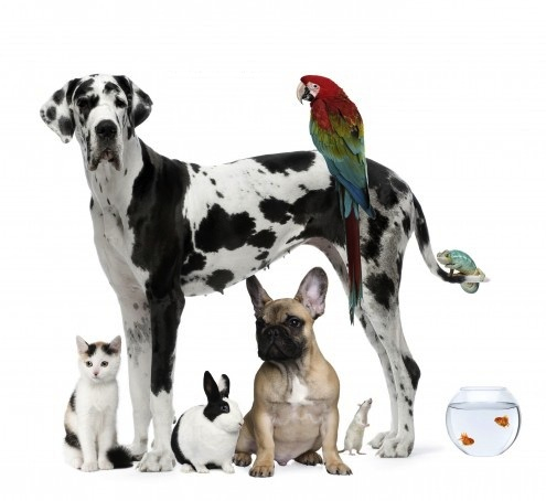 PETS variety adopt