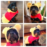 Paris Rottweiler dog as Winnie the Pooh