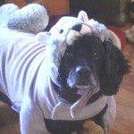 Shadow dog dressed in halloween costume