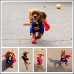 Superdog SuperCooper halloween costume